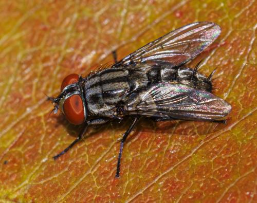 Sarcophaga sp.